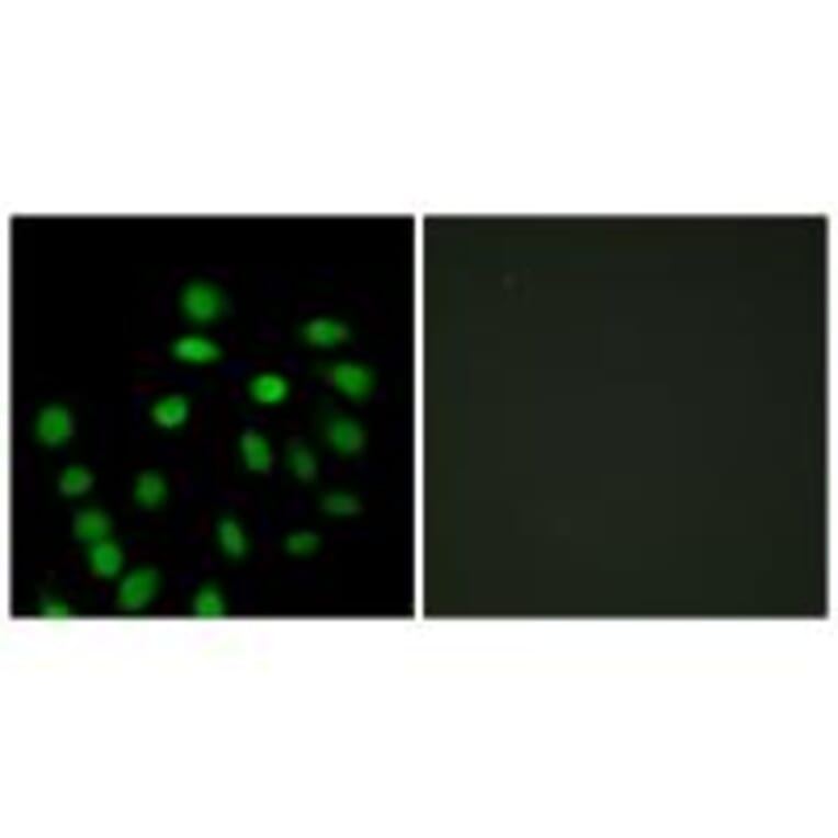 Immunofluorescence - SCAND1 Antibody from Signalway Antibody (33828) - Antibodies.com