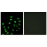 Immunofluorescence - SCAND1 Antibody from Signalway Antibody (33828) - Antibodies.com
