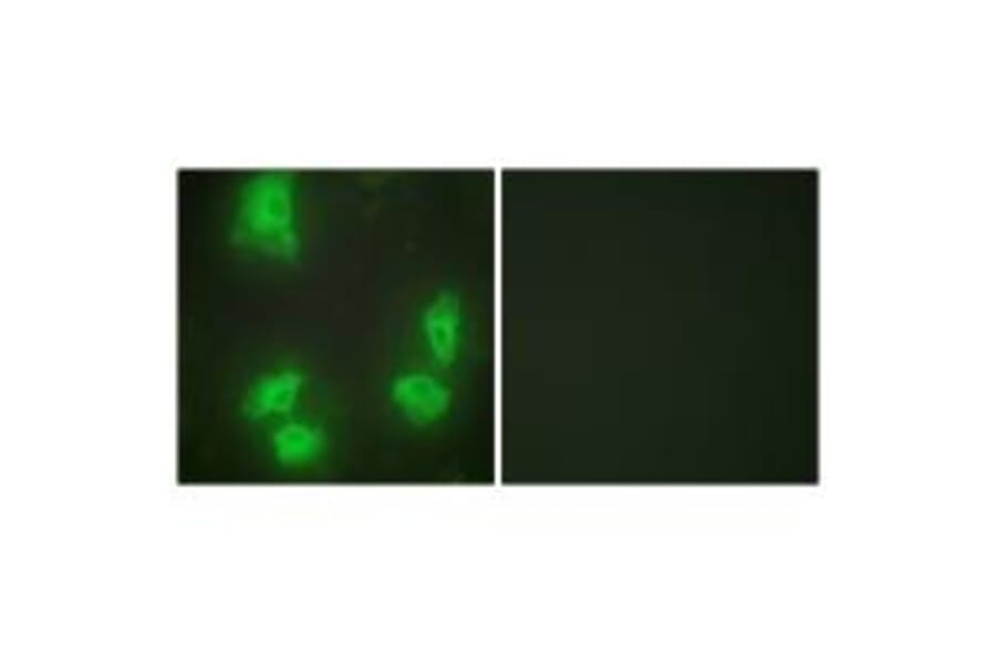 Immunofluorescence - CDK5R1 Antibody from Signalway Antibody (33891) - Antibodies.com
