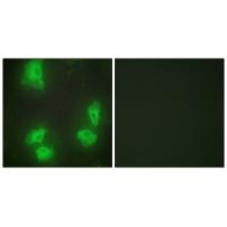 Immunofluorescence - CDK5R1 Antibody from Signalway Antibody (33891) - Antibodies.com