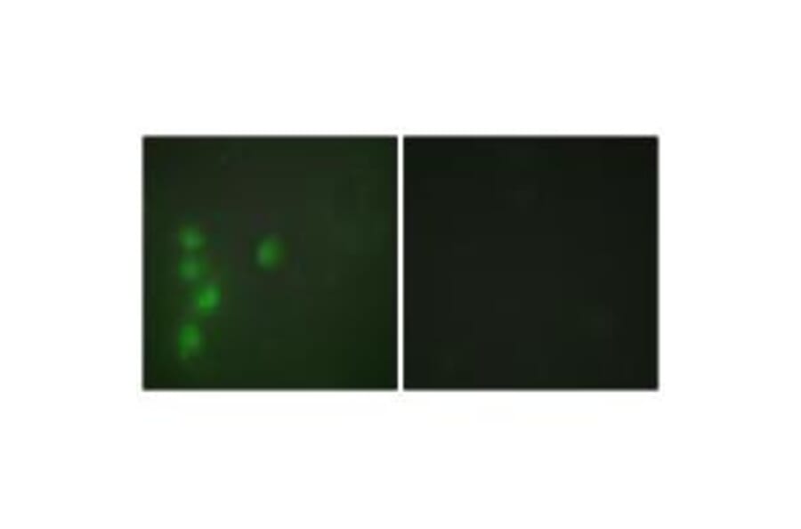 Immunofluorescence - ZNF174 Antibody from Signalway Antibody (33904) - Antibodies.com