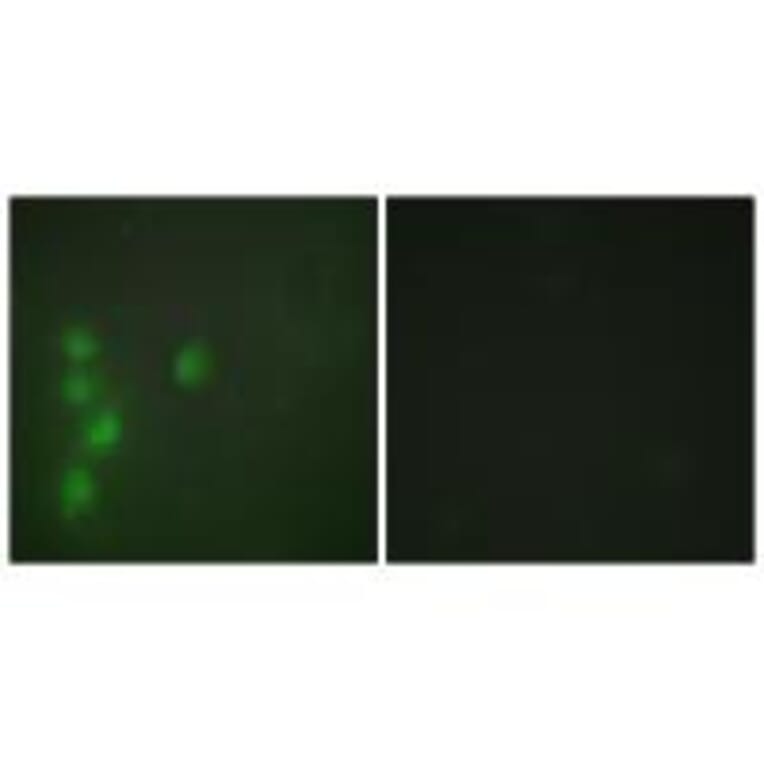 Immunofluorescence - ZNF174 Antibody from Signalway Antibody (33904) - Antibodies.com