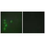 Immunofluorescence - ZNF174 Antibody from Signalway Antibody (33904) - Antibodies.com