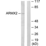 Western blot - ARMX2 Antibody from Signalway Antibody (33943) - Antibodies.com