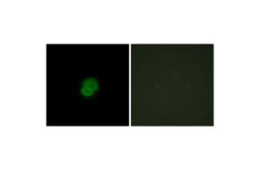 Immunofluorescence - ARMX2 Antibody from Signalway Antibody (33943) - Antibodies.com