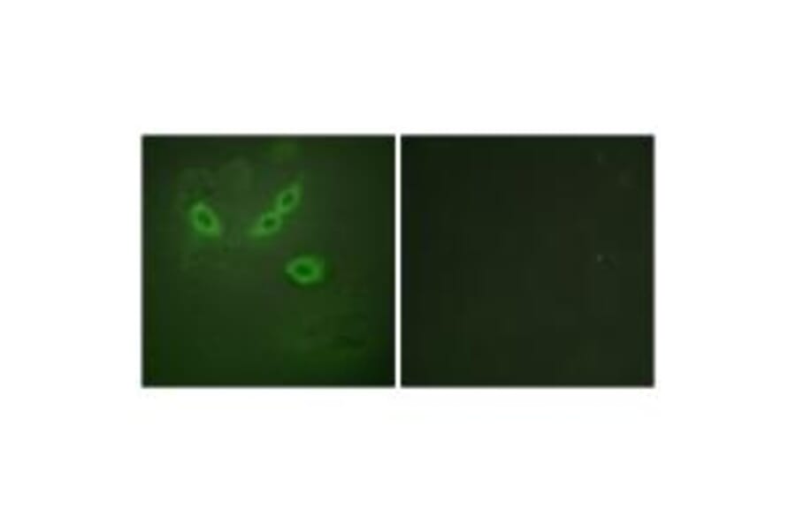 Immunofluorescence - TUSC5 Antibody from Signalway Antibody (33962) - Antibodies.com