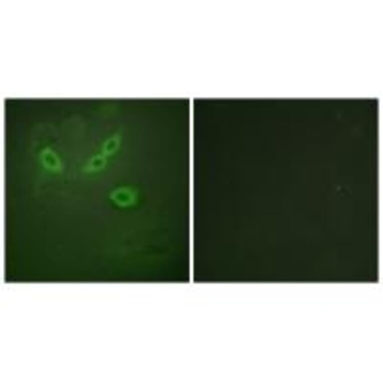 Immunofluorescence - TUSC5 Antibody from Signalway Antibody (33962) - Antibodies.com