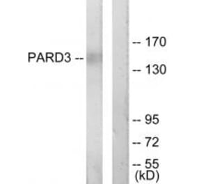 Western blot - PARD3 Antibody from Signalway Antibody (33992) - Antibodies.com
