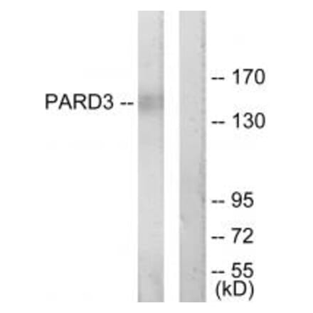 Western blot - PARD3 Antibody from Signalway Antibody (33992) - Antibodies.com