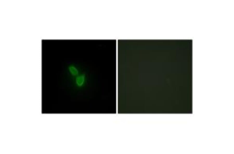 Immunofluorescence - PARD3 Antibody from Signalway Antibody (33992) - Antibodies.com