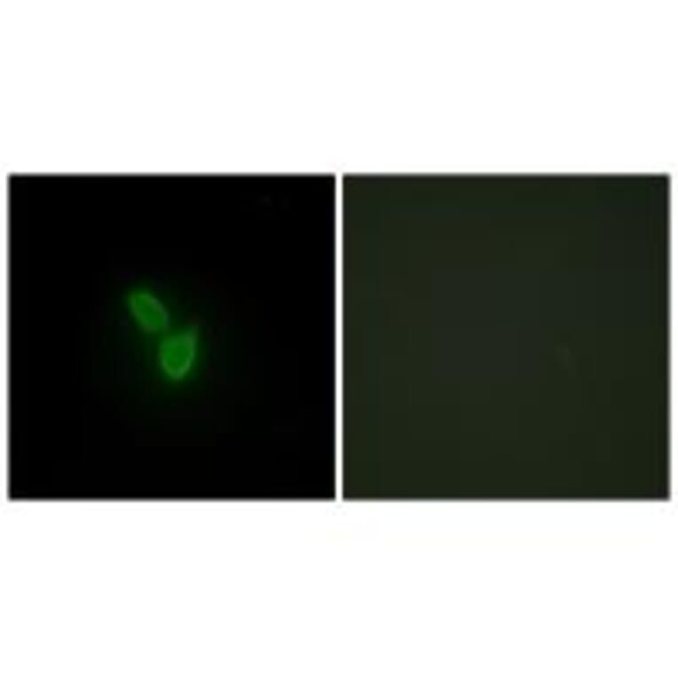 Immunofluorescence - PARD3 Antibody from Signalway Antibody (33992) - Antibodies.com