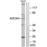 Western blot - ADCK4 Antibody from Signalway Antibody (34026) - Antibodies.com