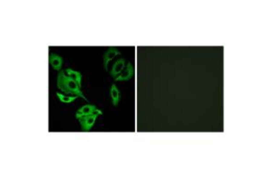 Immunofluorescence - ADCK4 Antibody from Signalway Antibody (34026) - Antibodies.com