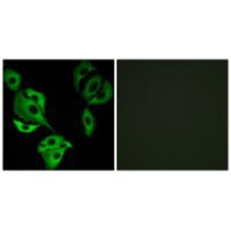 Immunofluorescence - ADCK4 Antibody from Signalway Antibody (34026) - Antibodies.com