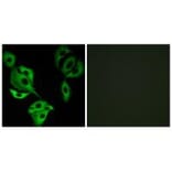Immunofluorescence - ADCK4 Antibody from Signalway Antibody (34026) - Antibodies.com