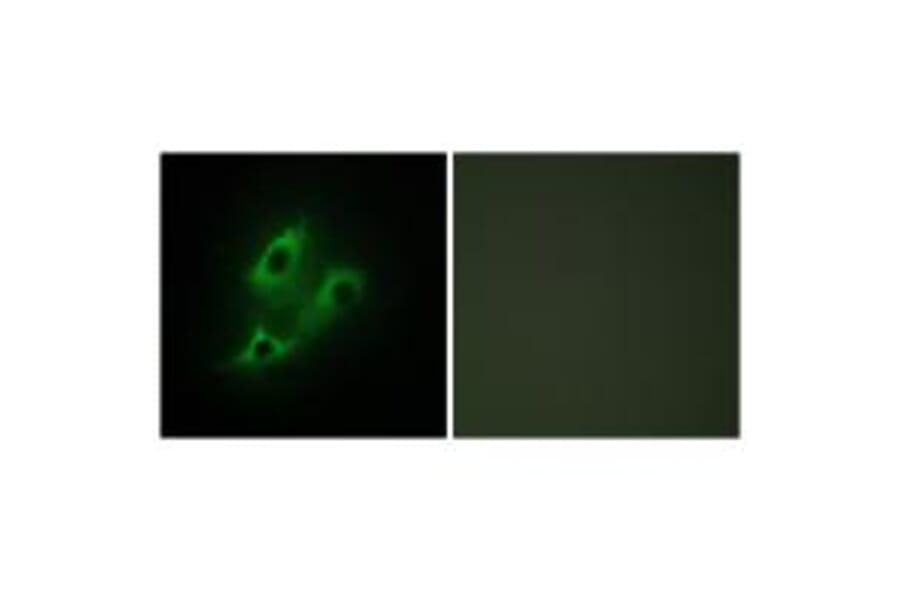Immunofluorescence - SERC2 Antibody from Signalway Antibody (34036) - Antibodies.com