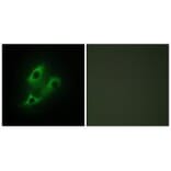 Immunofluorescence - SERC2 Antibody from Signalway Antibody (34036) - Antibodies.com