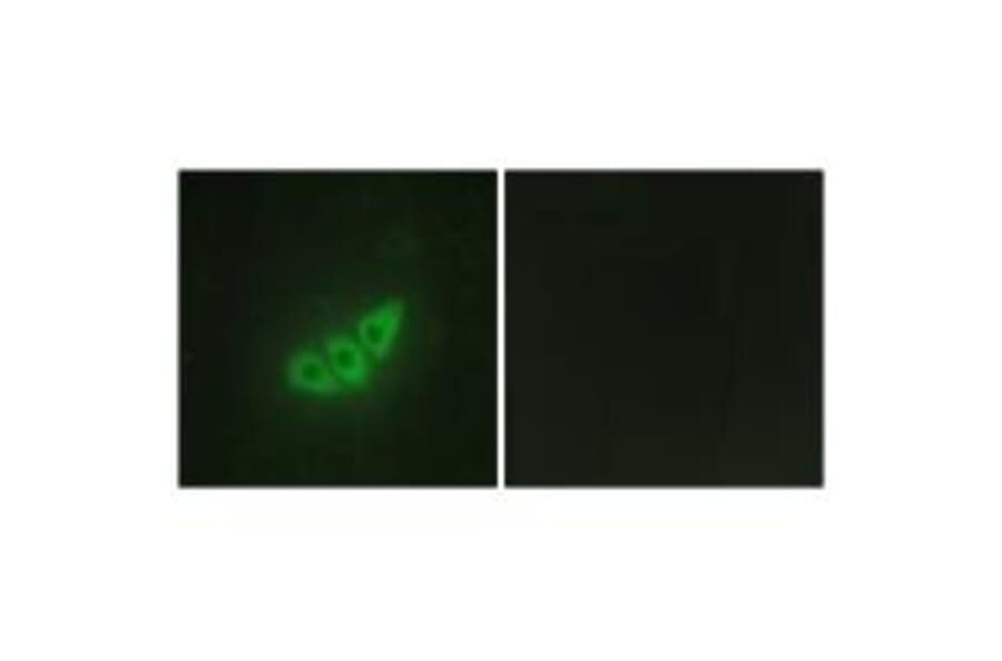 Immunofluorescence - E2AK3 Antibody from Signalway Antibody (34086) - Antibodies.com