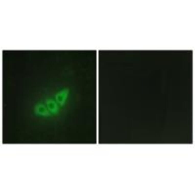 Immunofluorescence - E2AK3 Antibody from Signalway Antibody (34086) - Antibodies.com