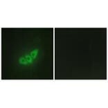 Immunofluorescence - E2AK3 Antibody from Signalway Antibody (34086) - Antibodies.com