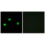 Immunofluorescence - IP6K2 Antibody from Signalway Antibody (34104) - Antibodies.com