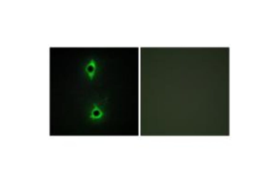 Immunofluorescence - PIP5K Antibody from Signalway Antibody (34128) - Antibodies.com