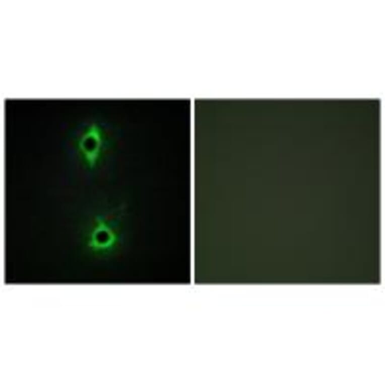 Immunofluorescence - PIP5K Antibody from Signalway Antibody (34128) - Antibodies.com