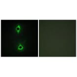 Immunofluorescence - PIP5K Antibody from Signalway Antibody (34128) - Antibodies.com