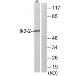 Western blot - Ik3-2 Antibody from Signalway Antibody (34173) - Antibodies.com