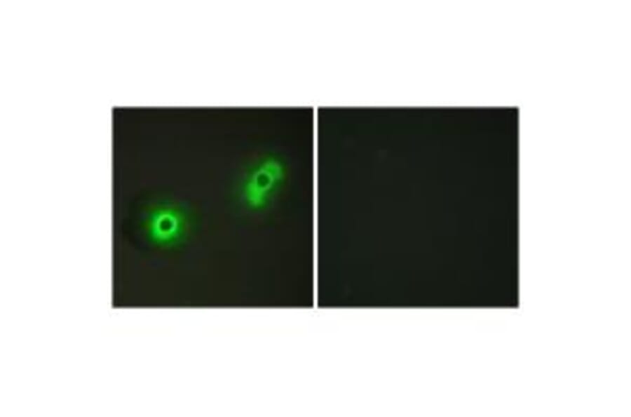 Immunofluorescence - Ik3-2 Antibody from Signalway Antibody (34173) - Antibodies.com