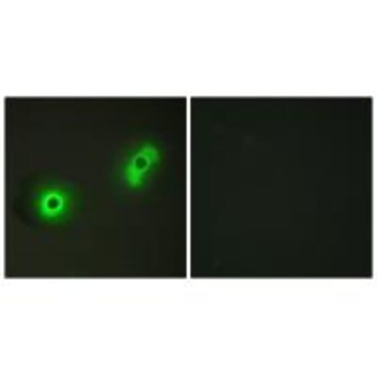 Immunofluorescence - Ik3-2 Antibody from Signalway Antibody (34173) - Antibodies.com