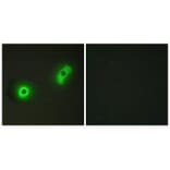Immunofluorescence - Ik3-2 Antibody from Signalway Antibody (34173) - Antibodies.com
