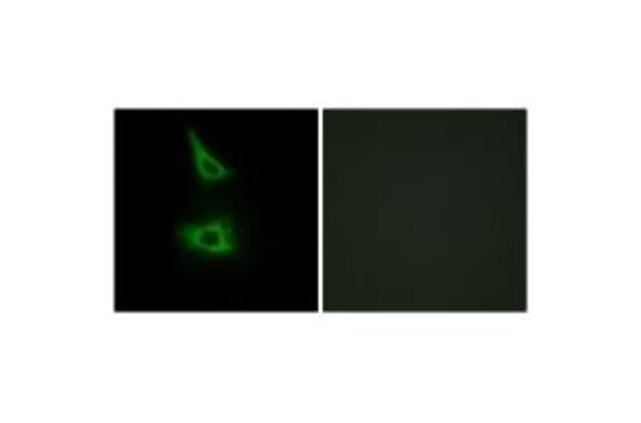 Immunofluorescence - CDH17 Antibody from Signalway Antibody (34177) - Antibodies.com