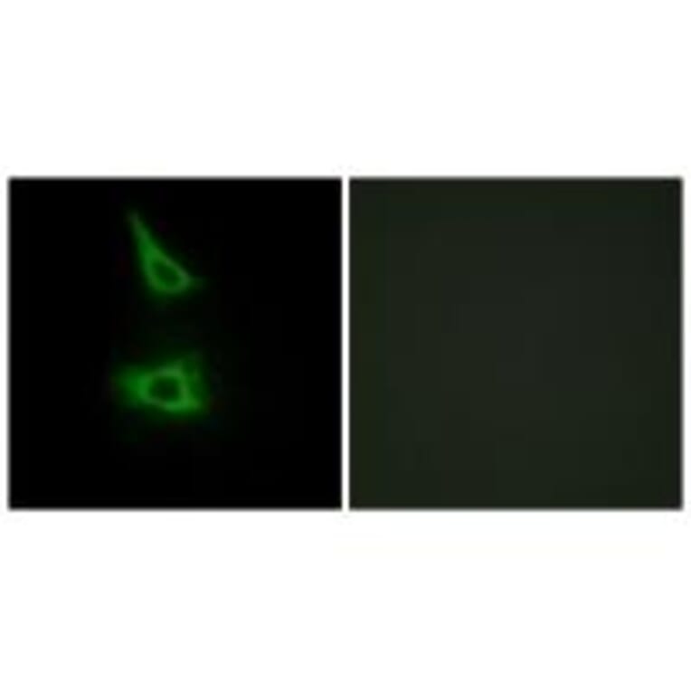 Immunofluorescence - CDH17 Antibody from Signalway Antibody (34177) - Antibodies.com