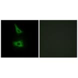 Immunofluorescence - CDH17 Antibody from Signalway Antibody (34177) - Antibodies.com