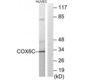 Western blot - COX6C Antibody from Signalway Antibody (34225) - Antibodies.com