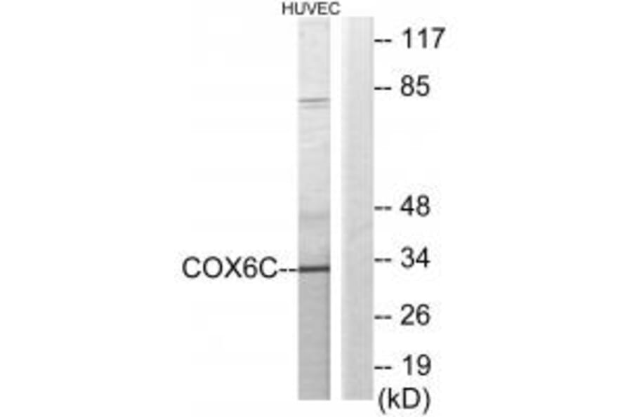 Western blot - COX6C Antibody from Signalway Antibody (34225) - Antibodies.com