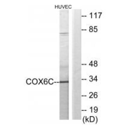 Western blot - COX6C Antibody from Signalway Antibody (34225) - Antibodies.com