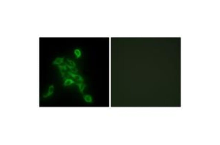 Immunofluorescence - COX6C Antibody from Signalway Antibody (34225) - Antibodies.com
