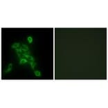 Immunofluorescence - COX6C Antibody from Signalway Antibody (34225) - Antibodies.com