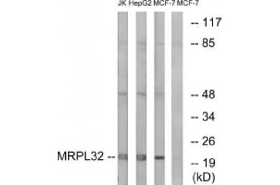 Western blot - MRPL32 Antibody from Signalway Antibody (34324) - Antibodies.com