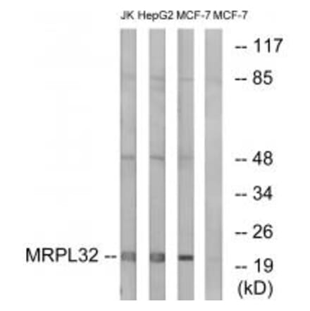 Western blot - MRPL32 Antibody from Signalway Antibody (34324) - Antibodies.com