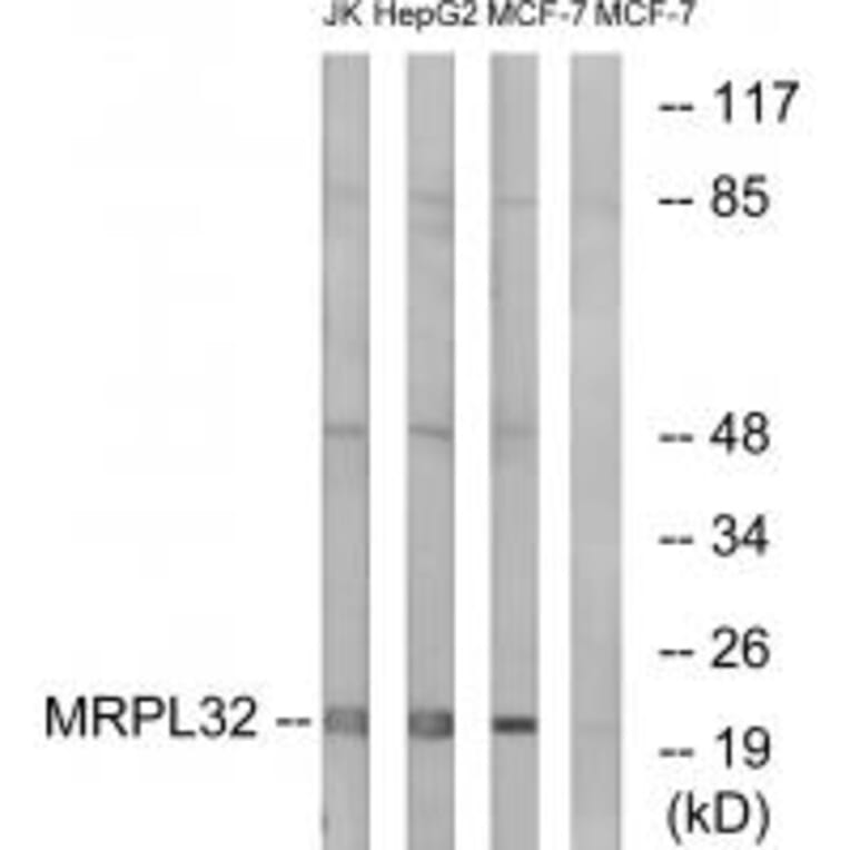 Western blot - MRPL32 Antibody from Signalway Antibody (34324) - Antibodies.com