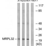 Western blot - MRPL32 Antibody from Signalway Antibody (34324) - Antibodies.com