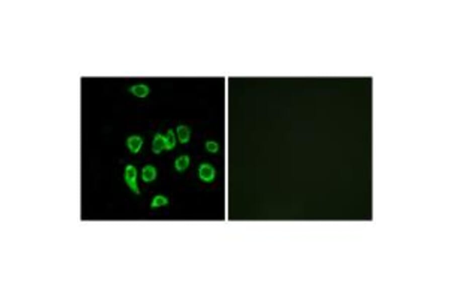 Immunofluorescence - MRPL32 Antibody from Signalway Antibody (34324) - Antibodies.com