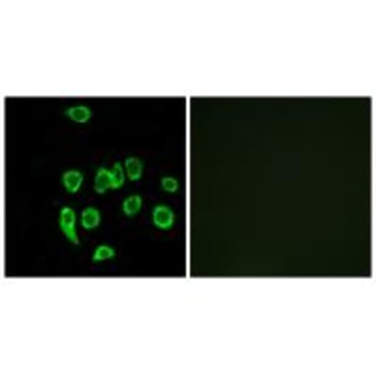 Immunofluorescence - MRPL32 Antibody from Signalway Antibody (34324) - Antibodies.com