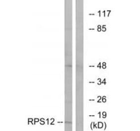 Western blot - RPS12 Antibody from Signalway Antibody (34329) - Antibodies.com