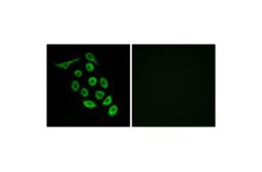 Immunofluorescence - RPS12 Antibody from Signalway Antibody (34329) - Antibodies.com