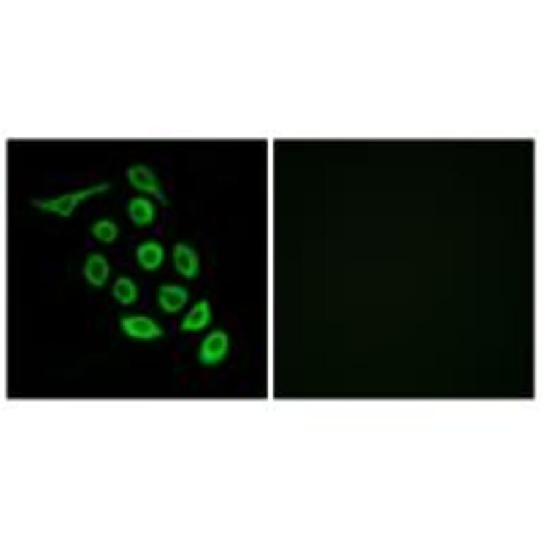 Immunofluorescence - RPS12 Antibody from Signalway Antibody (34329) - Antibodies.com