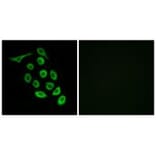 Immunofluorescence - RPS12 Antibody from Signalway Antibody (34329) - Antibodies.com